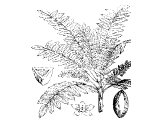 Frankincense leaves, flower & fruit
